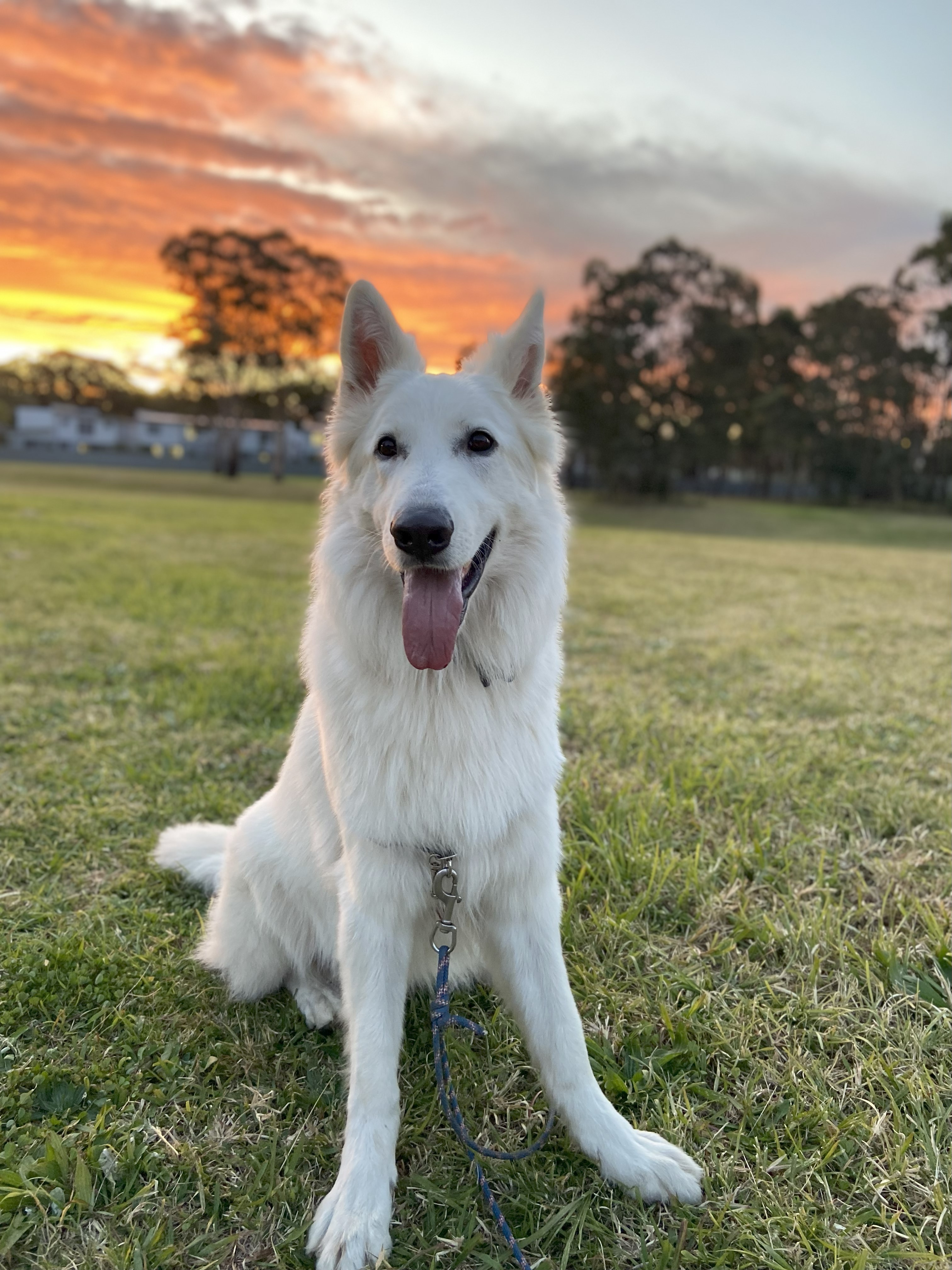 Lupo, the dog who inspired Loopo & Co.